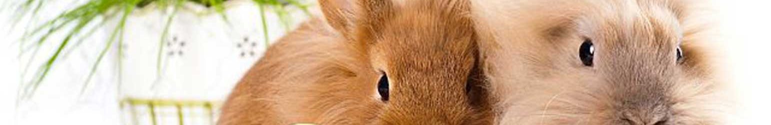 Wesołych Świąt Wielkiej Nocy